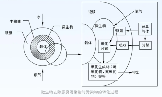 微生物去除恶臭污染物时污染物的转化过程.png